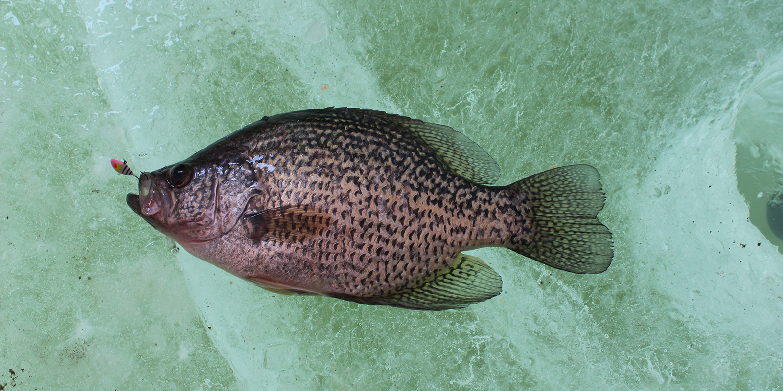Crappie on Green Ice